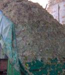 Tres cooperativas de Huelva encuentran nuevas aplicaciones para los residuos de la uva blanca Zalema