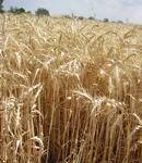 El CSIC cataloga el 85% de los genes de uno de los cromosomas del trigo