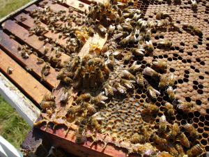 Agricultura impulsa el sector apícola con la regulación de la marca Miel de Málaga