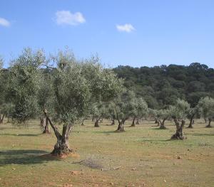 Agricultura lamenta la decisión del Ministerio de no reducir los módulos fiscales del olivar