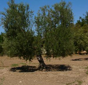 Amplían el periodo de riego del olivar al suprimir las aguas invernales