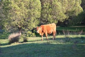 El censo de ganado bovino cayó un 2,5 % en España y un 1,2 % en la UE en 2011
