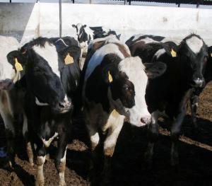El Ministerio y la Inlac formarán un grupo de trabajo para el sector lácteo