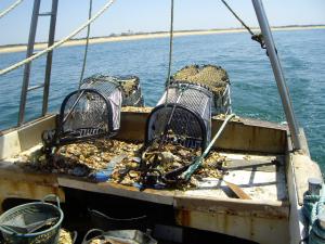 Establecida la normativa que regula el marisqueo desde embarcaciones con rastros remolcados en el Golfo de Cádiz