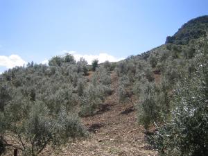 La rebaja de la fiscalidad del olivar ahorrará 140 millones a los agricultores