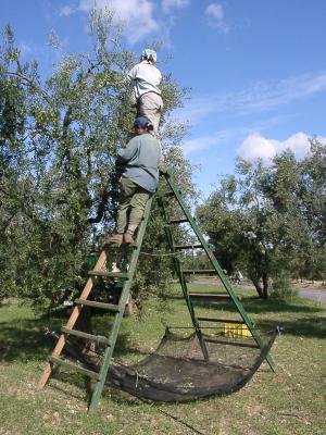 La UJA señala que la edad del olivicultor afecta a la competitividad del olivar