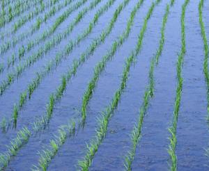 Más de 122.000 hectáreas solicitan el pago específico al cultivo de arroz