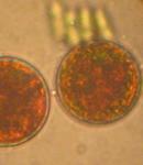 Un estudio realizado por expertos andaluces refuerza las posibilidades dietéticas de las microalgas
