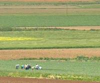 Agricultura destina más de 425 millones de euros para el desarrollo rural en Andalucía occidental de 2009 a 2015