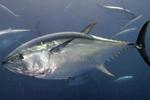 Aguilera asegura que una reducción de capturas de atún rojo tendría graves consecuencias para el sector almadrabero