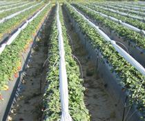 Biosolarización, una posible respuesta a la desinfección del suelo para la fresa