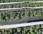 CajaSur ofrece financiación preferente a los productores de fresas onubenses