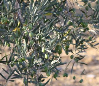 La CE propone un plan para mejorar la situación del sector del aceite de oliva