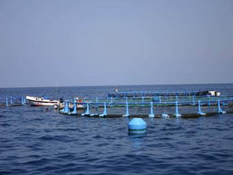 El MARM aborda con las CCAA y el sector productor los Planes de investigación en acuicultura para 2012