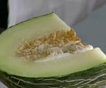 El MARM constata un fuerte descenso del 43% en el precio en origen de melón de piel de sapo