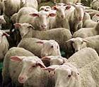 El MARM repartirá 32 millones de euros adicionales entre los sectores de ovino y caprino en la campaña 2009