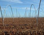 El sector cifra en 245.000 toneladas la producción de fresa en Huelva