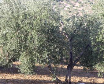 El sector productor del aceite de oliva acumula en las cuatro últimas campañas pérdidas que ascienden a 2.400 millones de euros