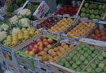 El volumen en ventas de hortofrutícolas españolas a Rusia cae 16% interanual en 2009