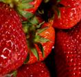 Investigadores modifican la textura de las fresas para tratar su reblandecimiento inhibiendo genes