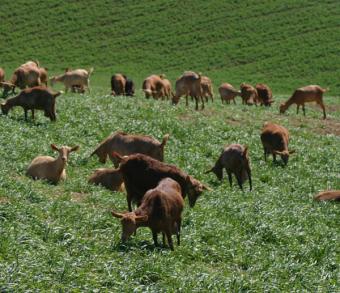 La CE prolonga a 2014 el plazo para completar el sistema de identificación del ganado