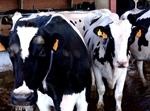La CE propone aumentar en 12 millones las ayudas al sector lácteo en España
