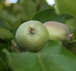 La cosecha de manzana subirá esta campaña un 3 % y la de pera bajará un 6,5 %