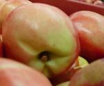 La exportación de frutas y hortalizas cae un 21% interanual en septiembre, según Fepex