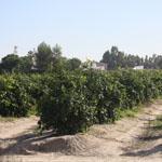 La Junta pone en marcha el Plan Estratégico de la Agroindustria 2013, que ayudará a reforzar la competitividad del sector