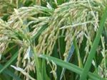 La superficie de arroz con ayuda específica asciende a 105.363 has en 2010/2011