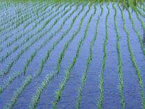 Las cooperativas cifran en 891.874 toneladas la producción de arroz en 2010