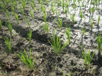 Los productores europeos piden soluciones urgentes para combatir las plagas del arroz