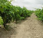 Montilla acoge un encuentro de zonas vitivinícolas de toda Europa