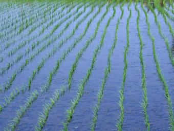 La producción de arroz alcanzará 931.800 toneladas en esta campaña