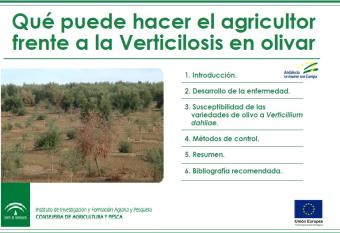 Qué puede hacer el agricultor frente a la Verticilosis en olivar