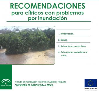 Recomendaciones para cítricos con problemas de inundaciones