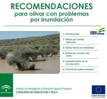 Recomendaciones para olivar con problemas por inundación